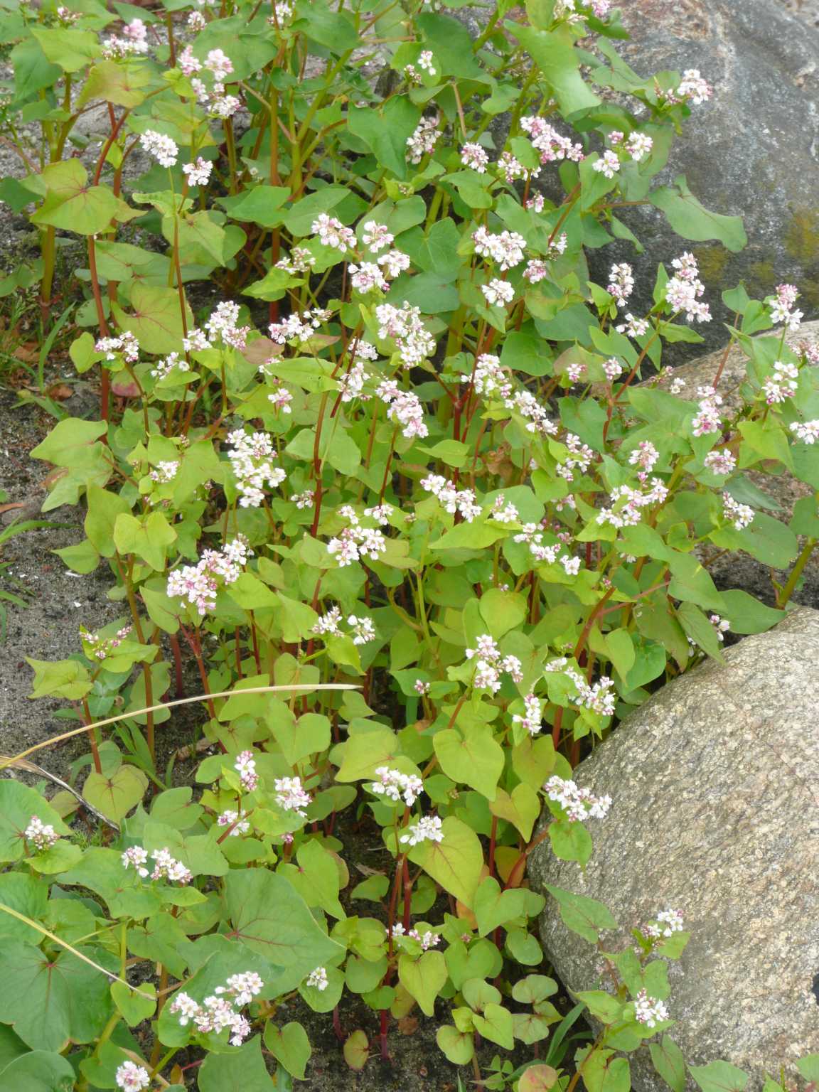 Buchweizen-Pflanzen in Blüte.